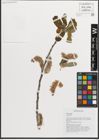 Foto von Salix L.